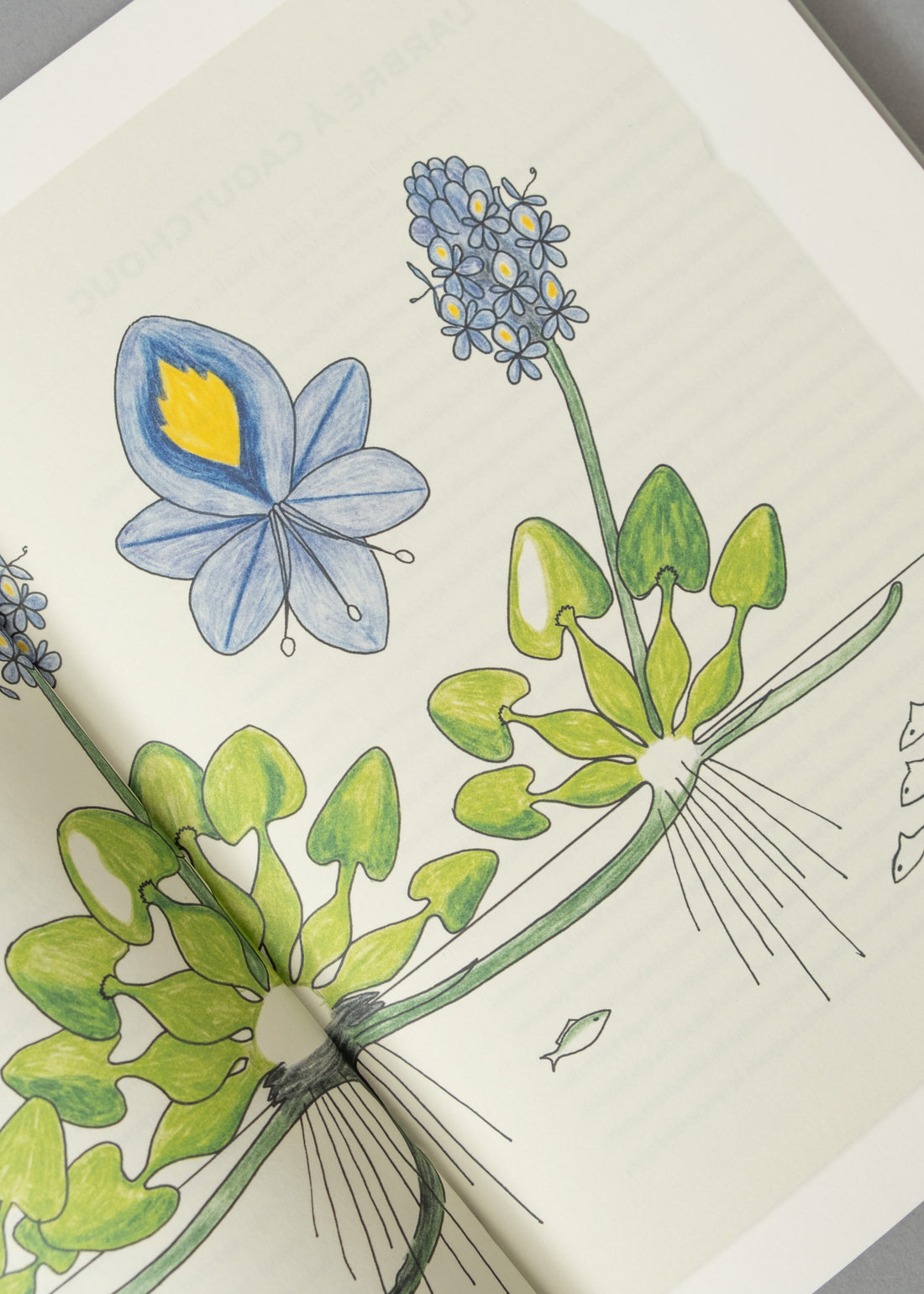 ATLAS DE BOTANIQUE POÉTIQUE - FRANCIS HALLÉ - 2016