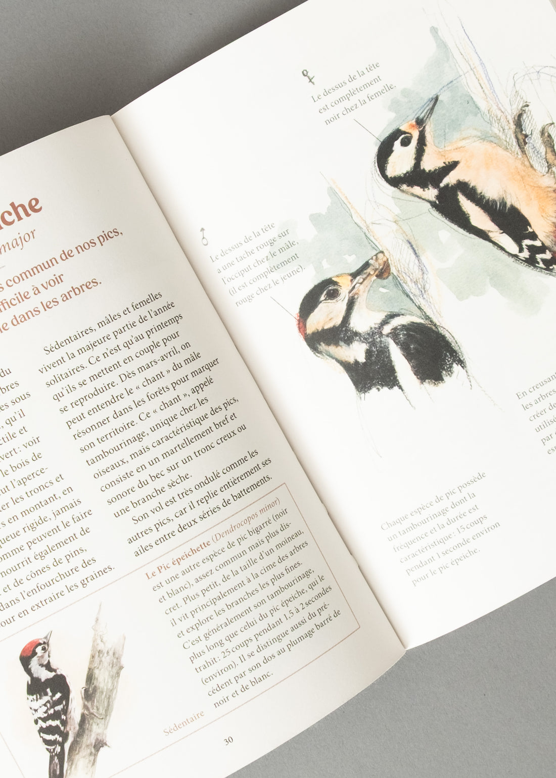 LES OISEAUX DE NOS JARDINS ET LEUR VIE SECRÈTE - ANTOINE ISAMBERT & SANDRA LEFRANÇOIS