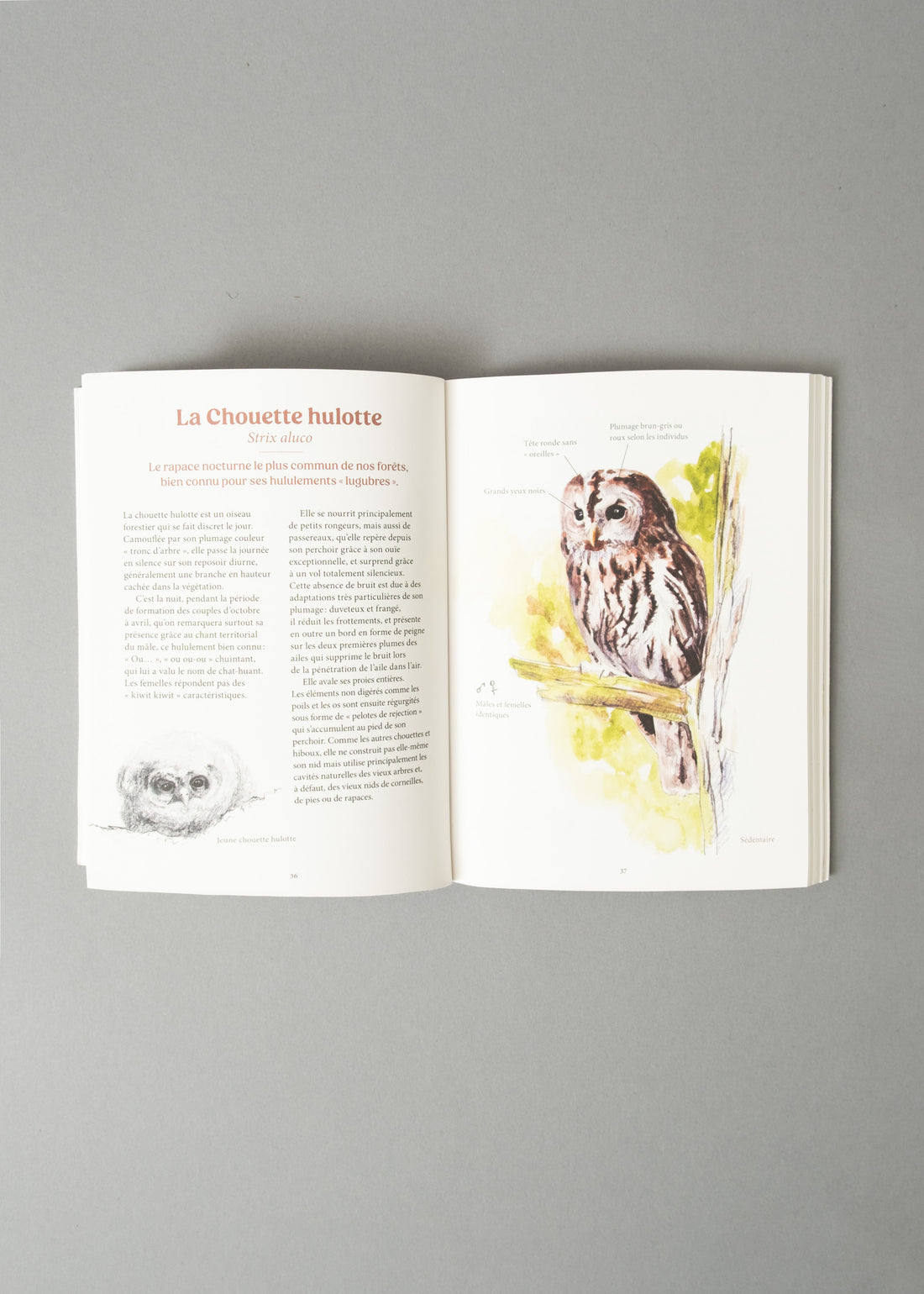LES OISEAUX DE NOS JARDINS ET LEUR VIE SECRÈTE - ANTOINE ISAMBERT & SANDRA LEFRANÇOIS